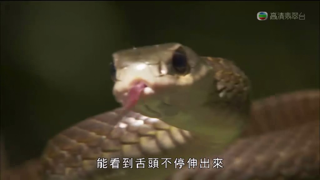 马文与中国大熊猫 Panda Adventure with Nigel Marven