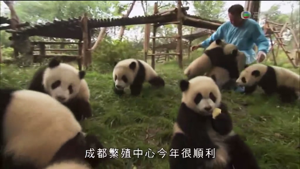 马文与中国大熊猫 Panda Adventure with Nigel Marven