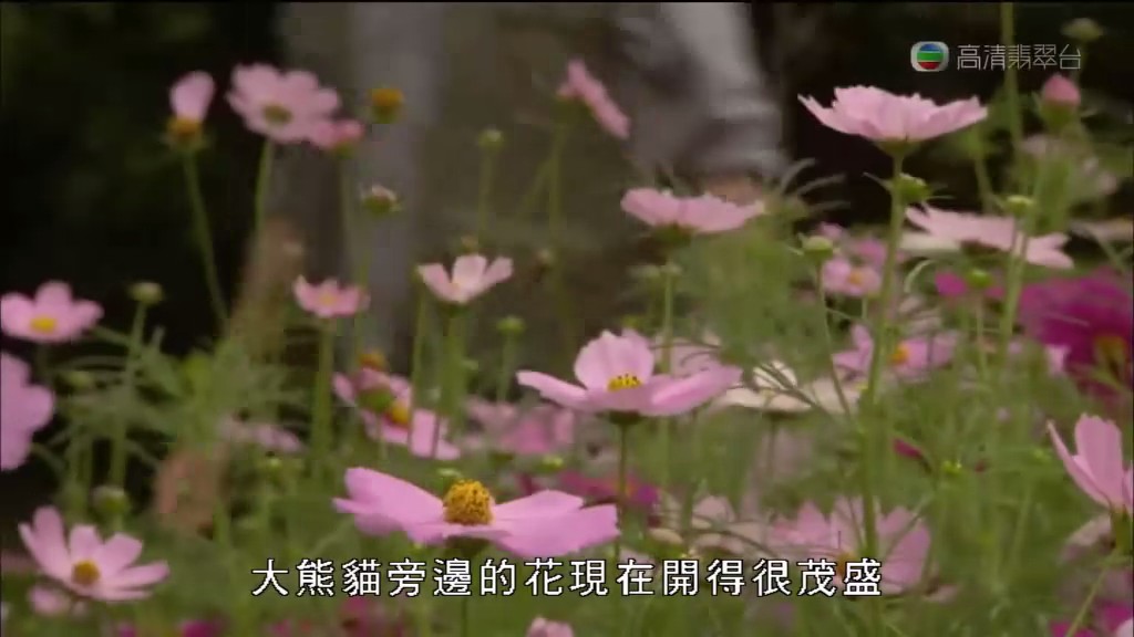 马文与中国大熊猫 Panda Adventure with Nigel Marven