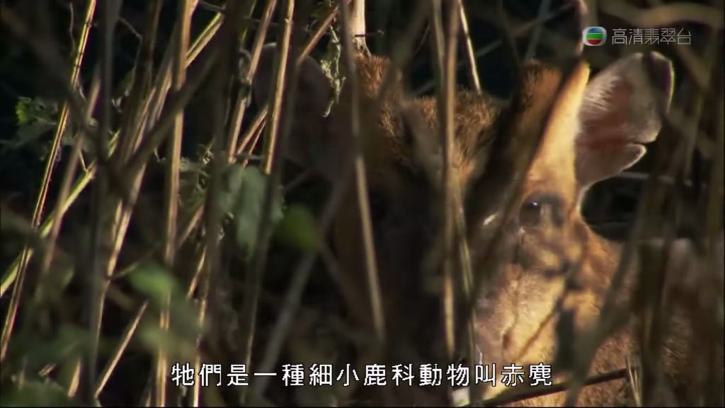 马文与中国大熊猫 Panda Adventure with Nigel Marven