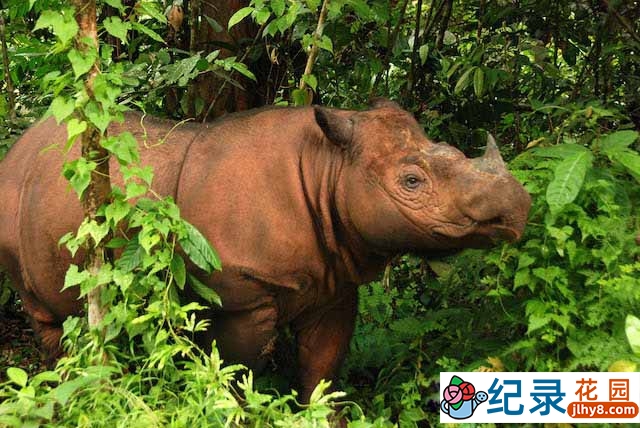 PBS动物保护纪录片《最孤独的动物 The Loneliest Animals》全1集 720P/1080i高清纪录片资源百度云盘下载