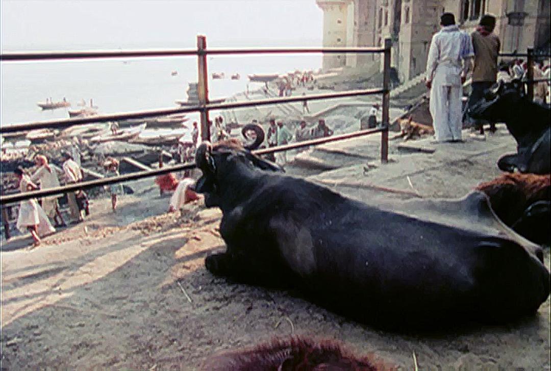 极乐森林 Forest of Bliss