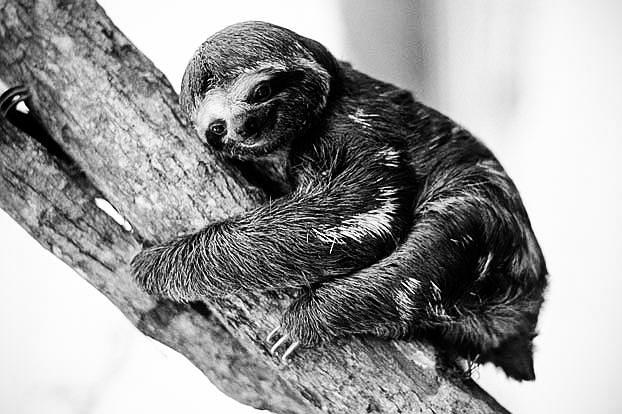 萌宠成长记 第二季 Too Cute! Season 2