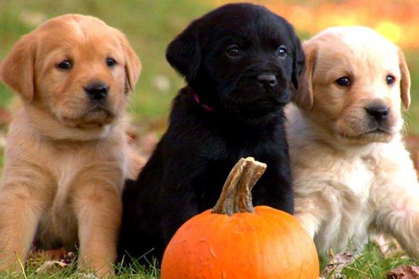 萌宠成长记 第二季 Too Cute! Season 2