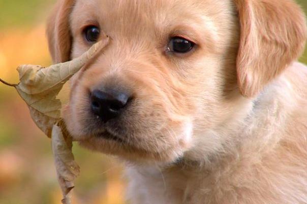 萌宠成长记 第二季 Too Cute! Season 2