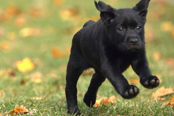 萌宠成长记 第二季 Too Cute! Season 2