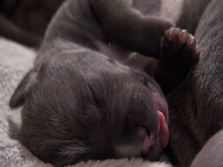 萌宠成长记 第二季 Too Cute! Season 2