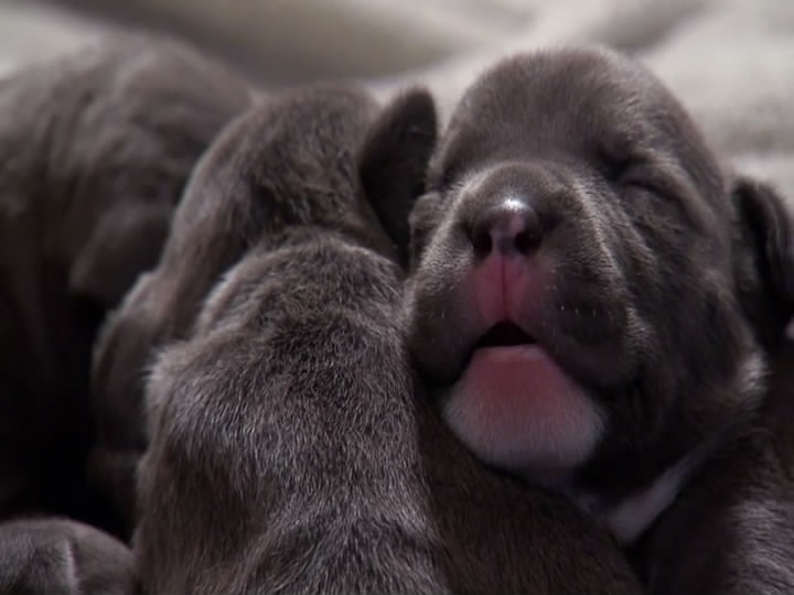 萌宠成长记 第二季 Too Cute! Season 2