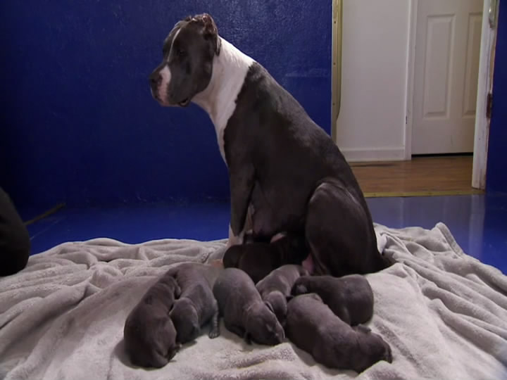 萌宠成长记 第二季 Too Cute! Season 2