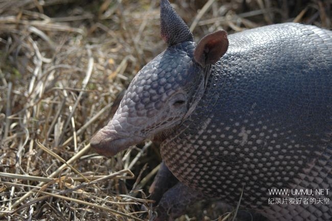 非洲七霸/非洲七神兽/非洲七种神秘客 Africas Secret Seven