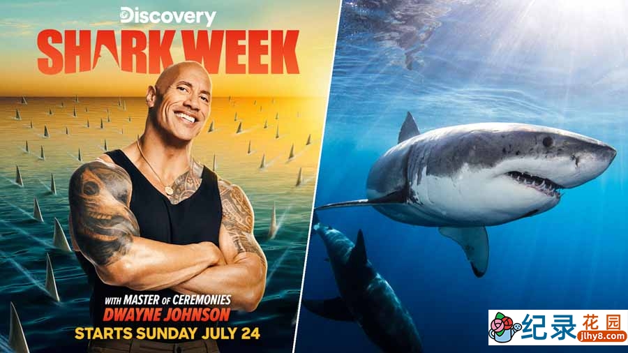 探索频道鲨鱼研究纪录片《鲨鱼周 2004 Shark Week》全1集中字 纪录片解说素材百度云盘下载 1080/MP4/2.42G