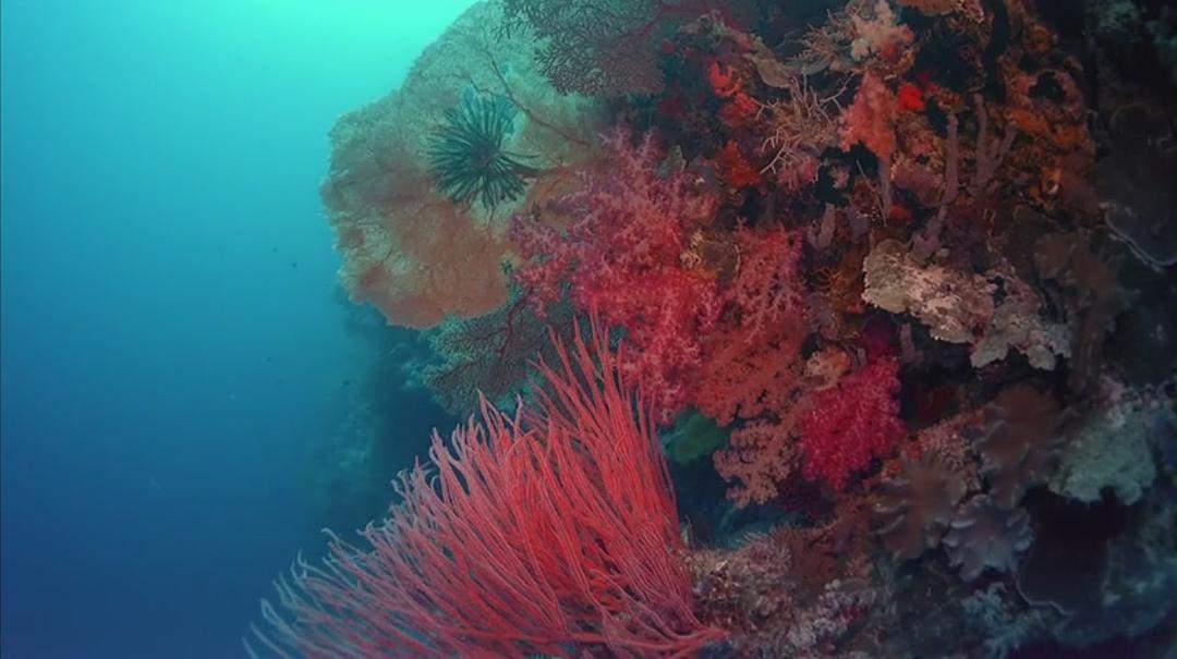 生命海洋 The Living Sea