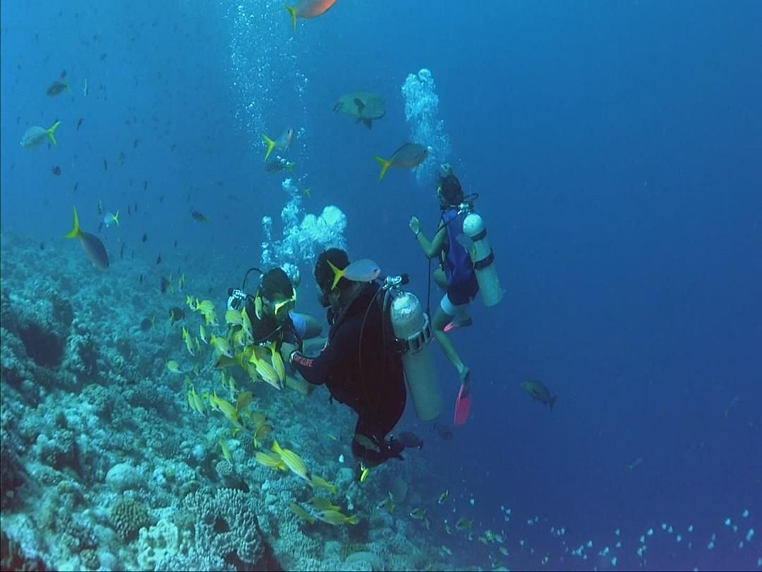 生命海洋 The Living Sea