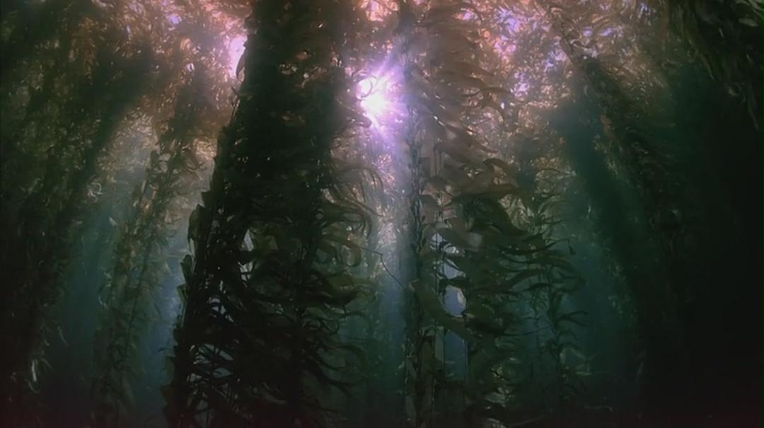 生命海洋 The Living Sea