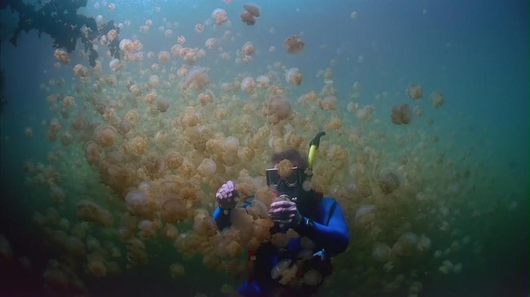 生命海洋 The Living Sea