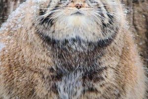草原猎手兔狲 Wildlife Instincts: Pallas's Cat – Master of the Plains