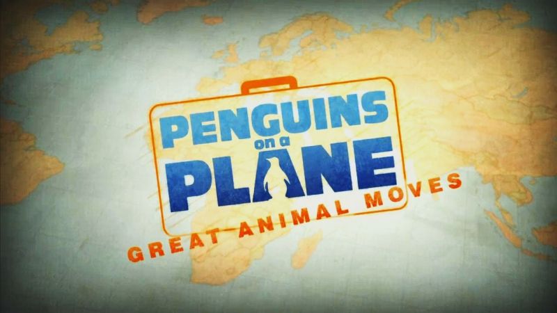 飞机上的企鹅：伟大的动物运动 Penguins on a Plane: Great Animal Moves