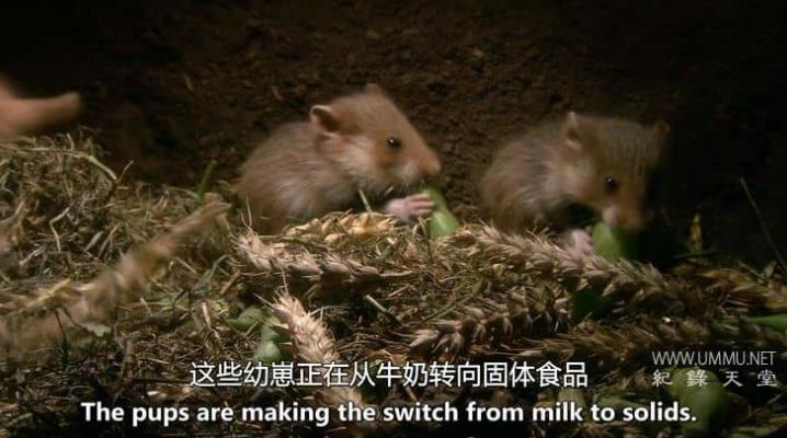 激烈的竞争 Rat Race