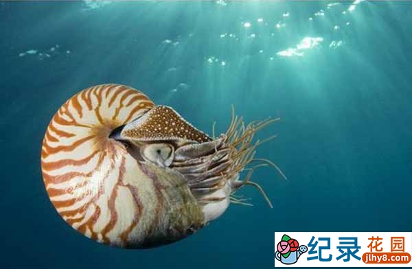 生态科学纪录片《大自然的数学 Nature’s Mathematics》全2集原版 720P/1080i高清纪录片资源百度云盘下载