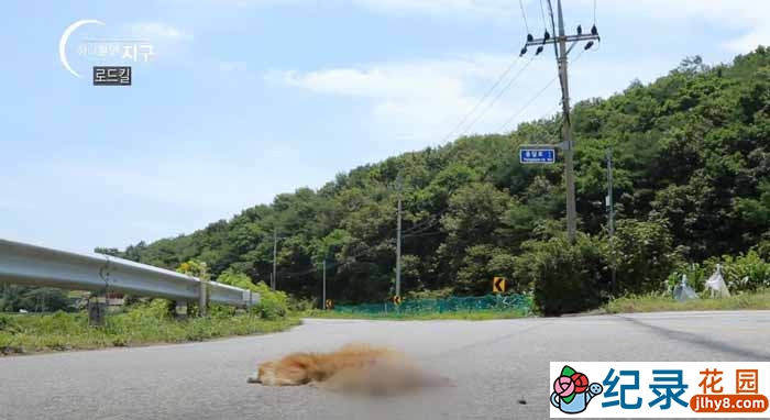 EBS动物生态保护纪录片《唯一的地球》全22集中字 纪录片解说素材百度云下载 1080/MP4/17.39G