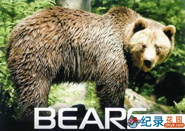 IMAX野生动物纪录片《熊 Bears》全1集 720P/1080i高清纪录片百度云下载