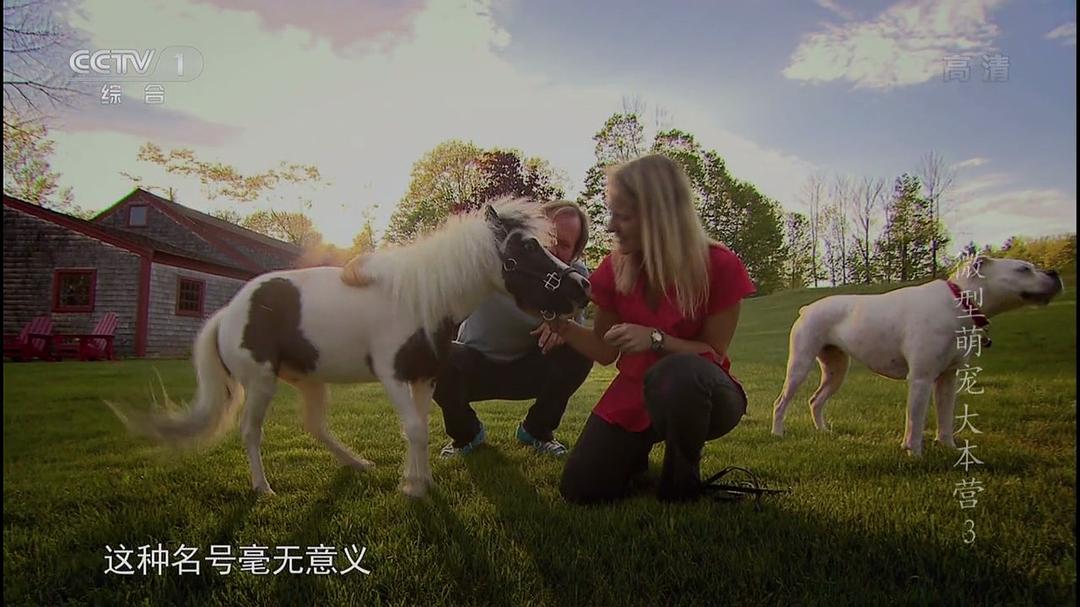 微型萌宠大本营 Super Tiny Animals