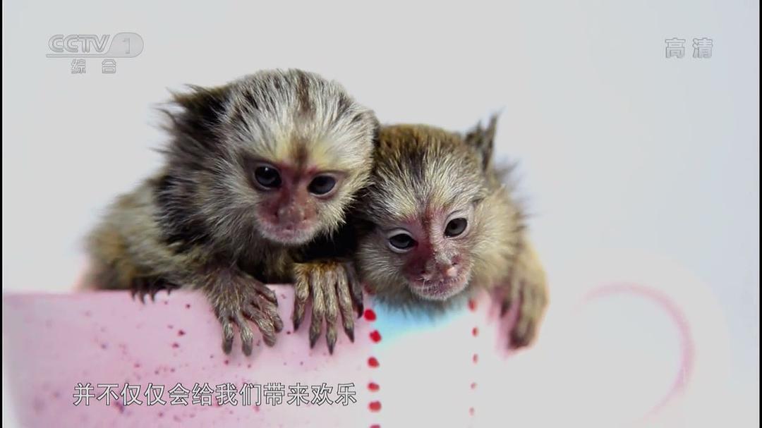 微型萌宠大本营 Super Tiny Animals