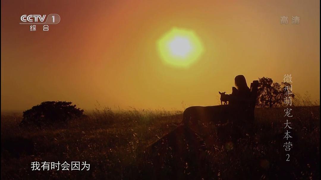 微型萌宠大本营 Super Tiny Animals