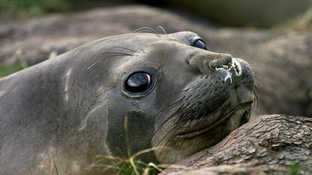 光影传说 第一季 Tales by Light Season 1