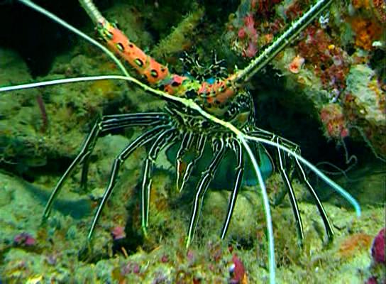 水下印象 Impressionen unter Wasser