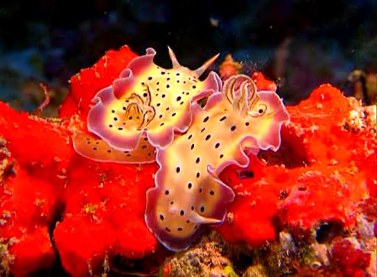 水下印象 Impressionen unter Wasser