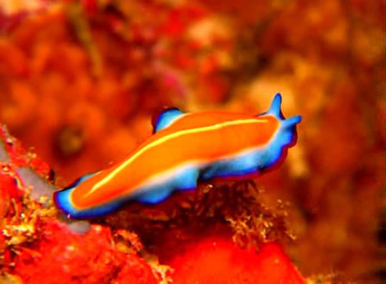 水下印象 Impressionen unter Wasser