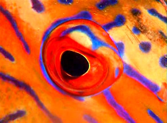 水下印象 Impressionen unter Wasser