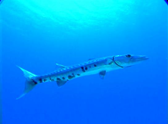 水下印象 Impressionen unter Wasser