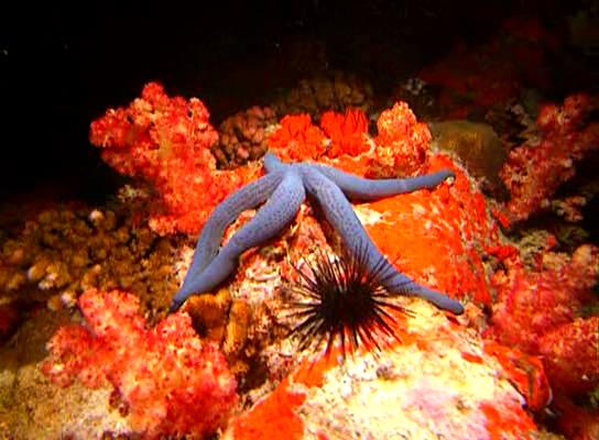 水下印象 Impressionen unter Wasser