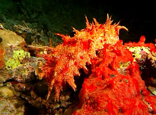 水下印象 Impressionen unter Wasser