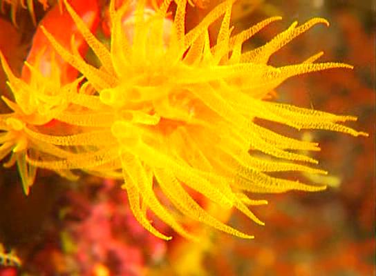 水下印象 Impressionen unter Wasser