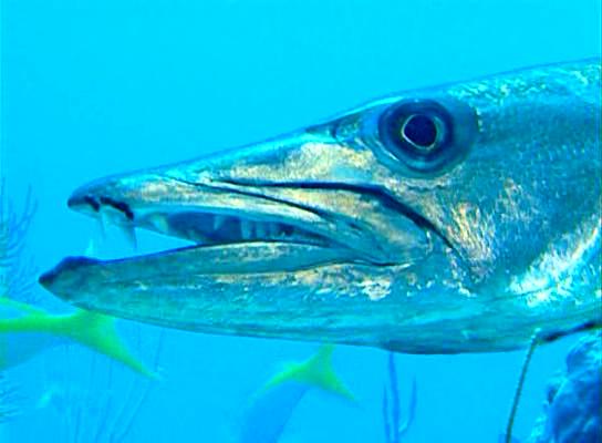 水下印象 Impressionen unter Wasser