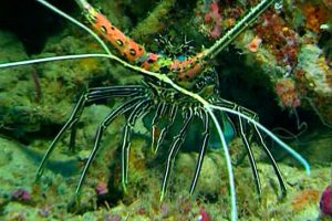 水下印象 Impressionen unter Wasser