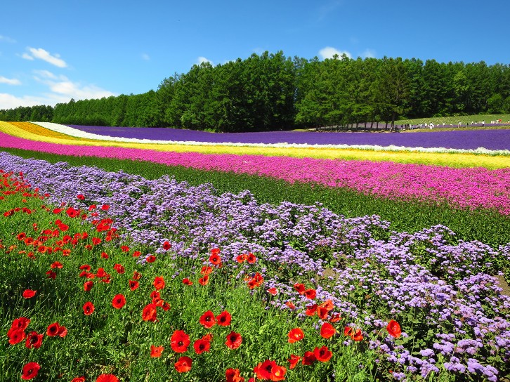 狂野日本 Wild Japan