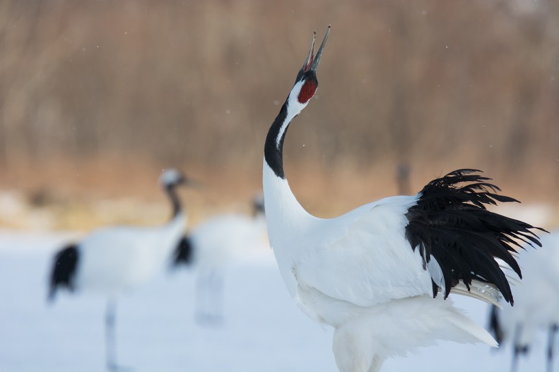 狂野日本 Wild Japan