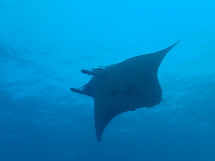 狂野日本 Wild Japan