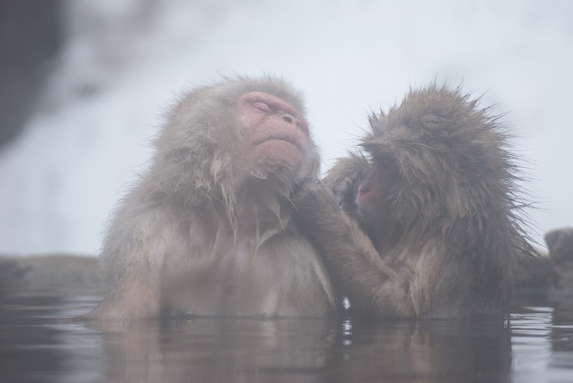 狂野日本 Wild Japan