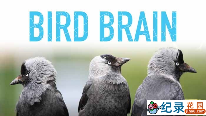 PBS动物研究纪录片《揭秘鸟类大脑 Bird Brain》全1集中字 TS/蓝光高清纪录片资源百度云盘下载
