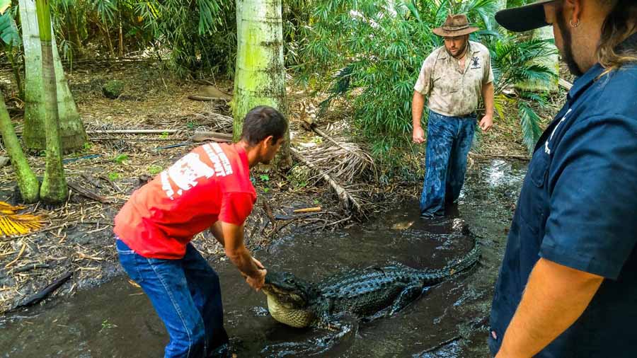 鳄鱼保护纪录片《捕鳄克星》第4季全10集中字 纪录片解说素材百度云盘下载 1080/MP4/23.8G