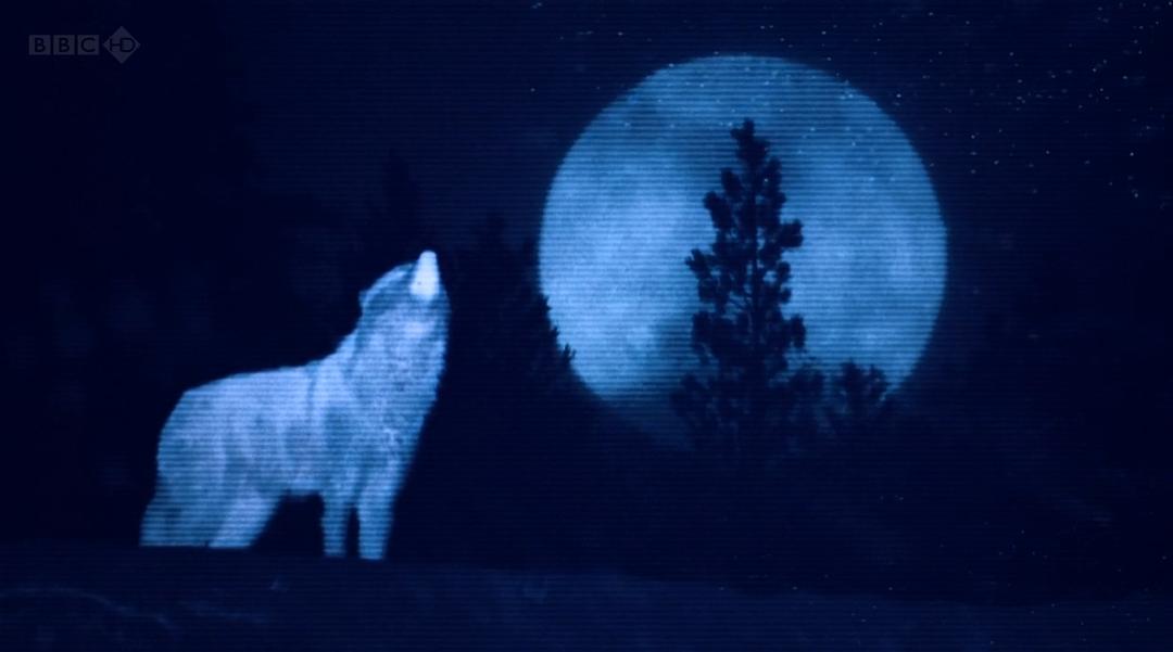 狼群 失落的领地 Land of the Lost Wolves