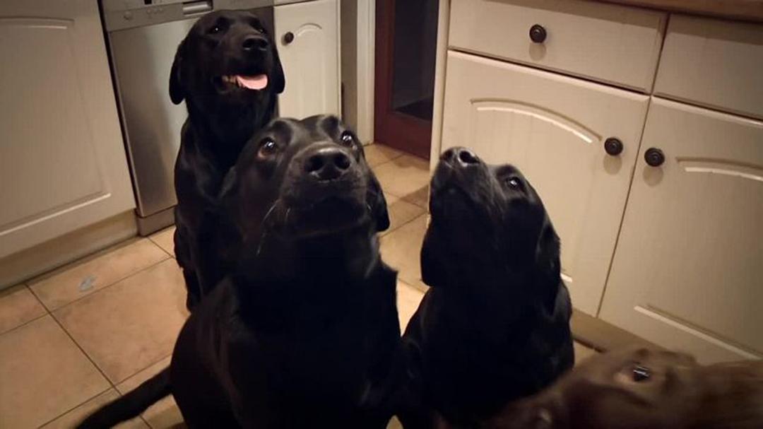 狐狸生存之战 Fox Wars