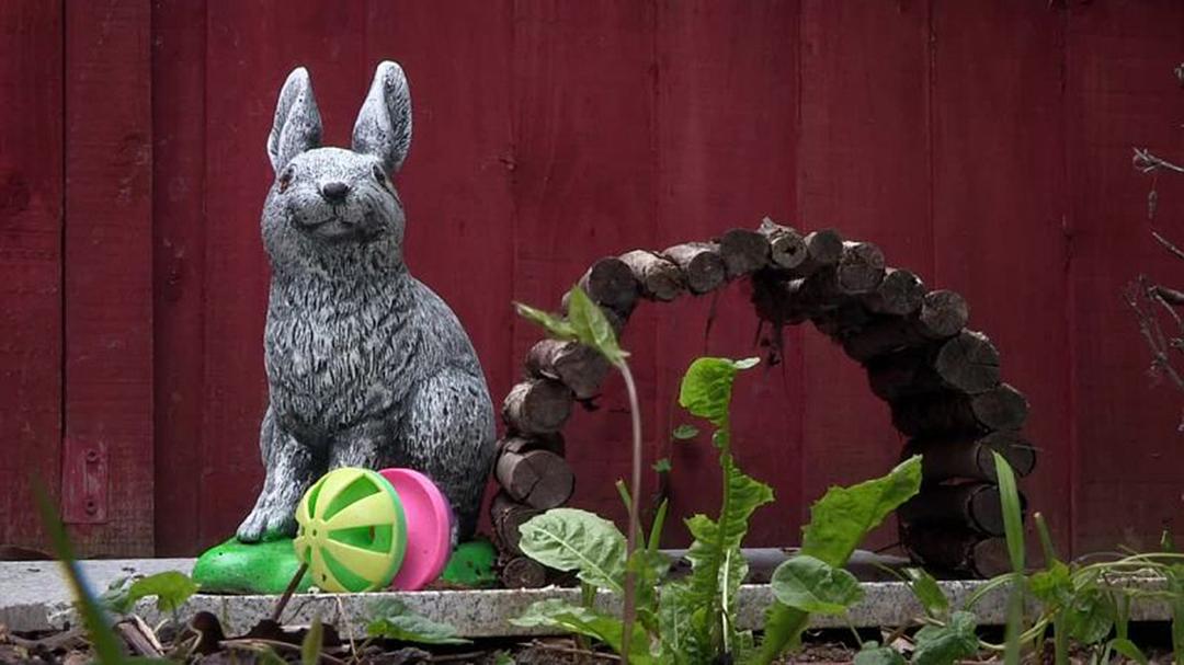 狐狸生存之战 Fox Wars