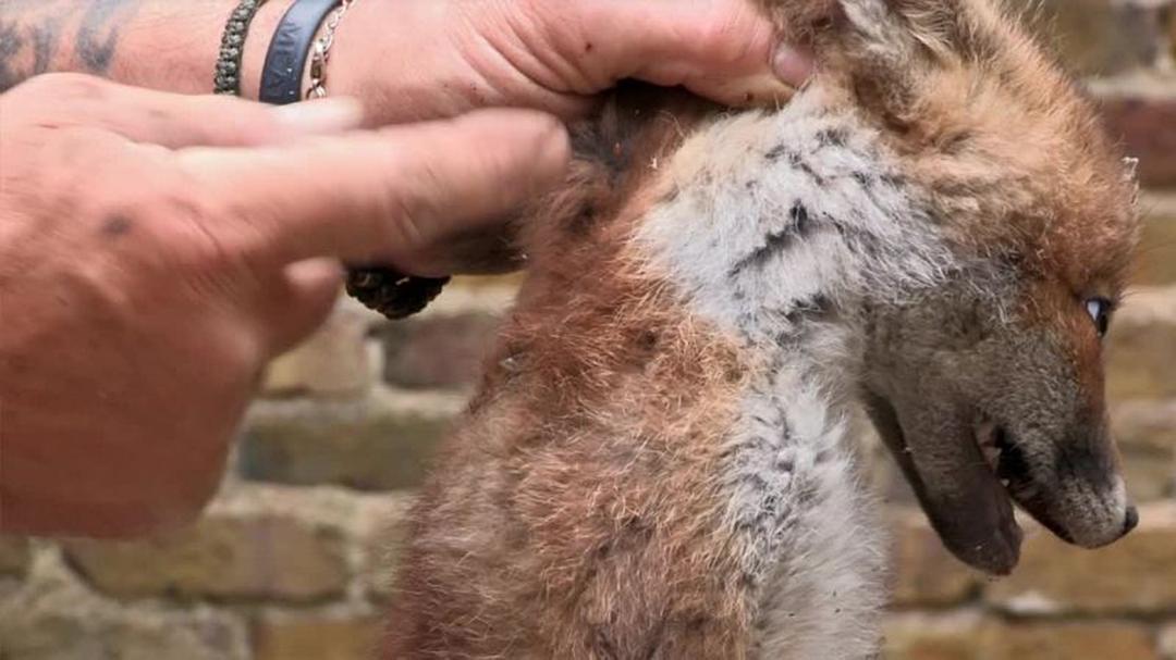 狐狸生存之战 Fox Wars