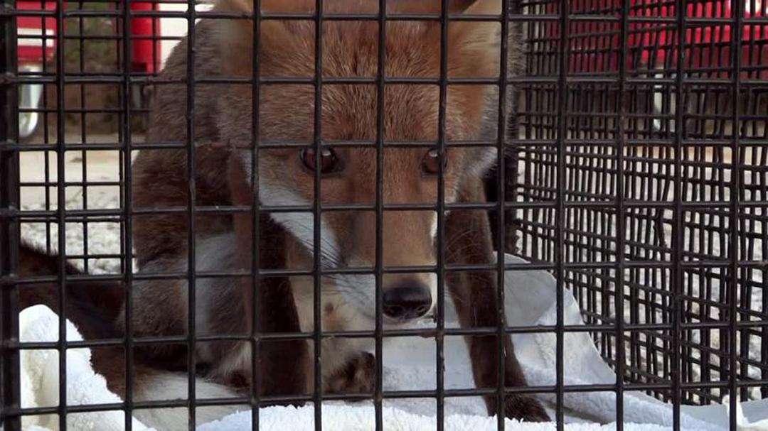 狐狸生存之战 Fox Wars